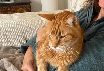 A much-loved ginger cat resting at home